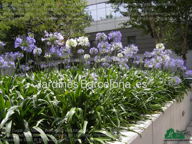 agapantos, agapants, jardn urbano, jard urb, plantas ornamentales, plantes ornamentals,  vegetacin perenne, vegetaci perenne, diseo paisajstico, disseny paisatgstic,  jardines pblicos, jardins pblics, plantas resistentes, plantes resistents, man