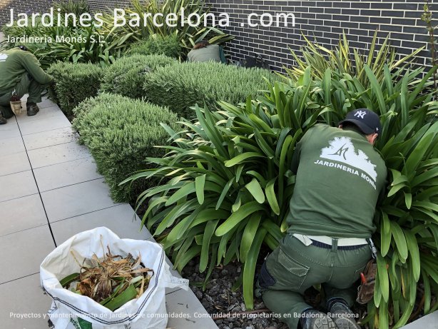 En Jardineria Mons diseamos y realizamos el mantenimiento de jardinera de cualquier zona comn o pblica. Mantenimiento de jardn de comunidad de propietarios en Cornell de LLobregat, Barcelona