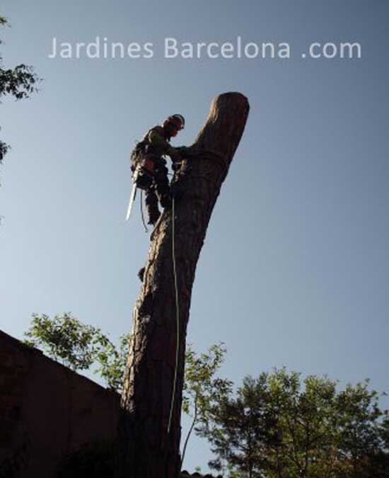 Poda de árboles Barcelona